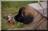 leonberger 024.jpg